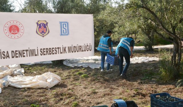 İmece usulü zeytin hasadı: Cezaevindeki yükümlüler, köy kadınları ve öğrenciler zeytini birlikte topladı