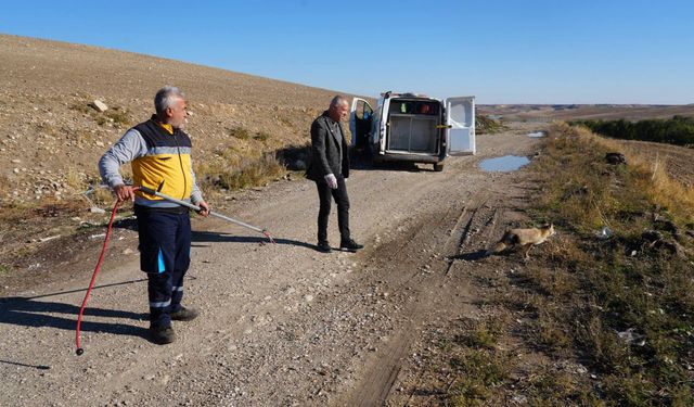 Yaralı tilki tedavisinin ardından doğaya geri bırakıldı