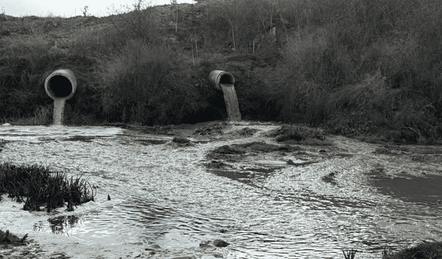 Gerede Çayı zehir akıyor: 355 bin insan tehdit altında