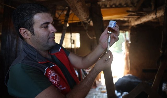 Milas'ta 'şap hastalığı' nedeniyle 11 mahalle karantinaya alındı