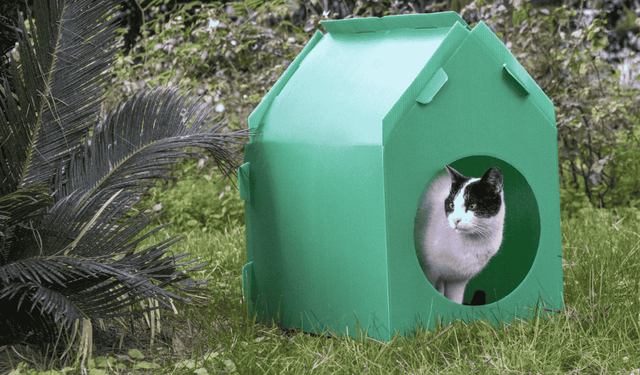 İzmir'de kediler sıcak yuvalarına kavuştu