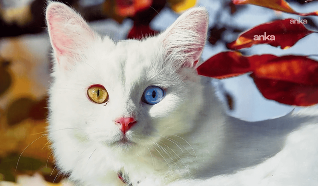 Van kedisi sayısı artıyor, 2025 yılında 110 yavru dünyaya geldi