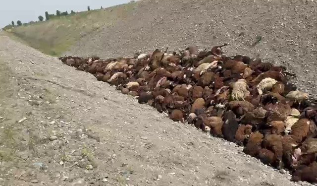 Arı saldırısından kaçan koyunlar birbirini ezdi: 400 koyun öldü, 5 kişi yaralandı
