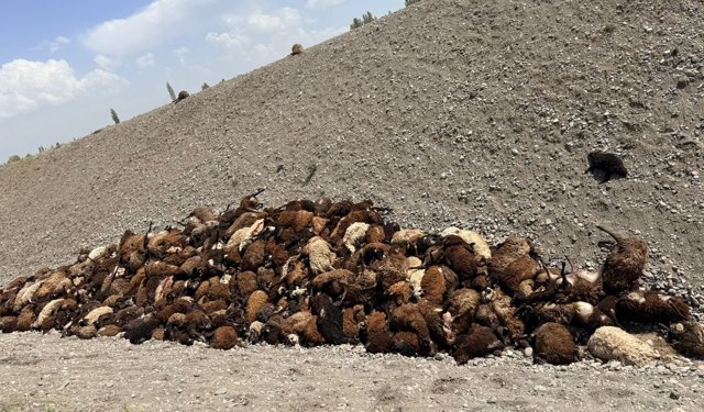 Iğdır'da arı saldırısı sonrası ölen koyun sayısı 816 olarak belirlendi