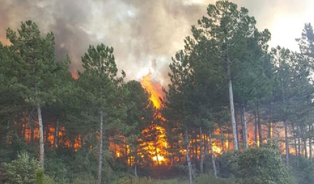 CHP'li Şeker sordu, Tarım Bakanı açıkladı: "Son 10 yılda her gün 7 orman yangını çıktı"