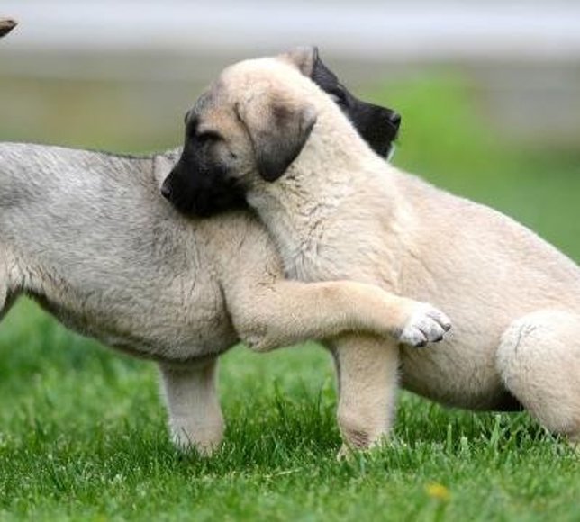 Türkiye Hayvanları Koruma Vakfı’ndan sahipsiz köpek genelgesine tepki