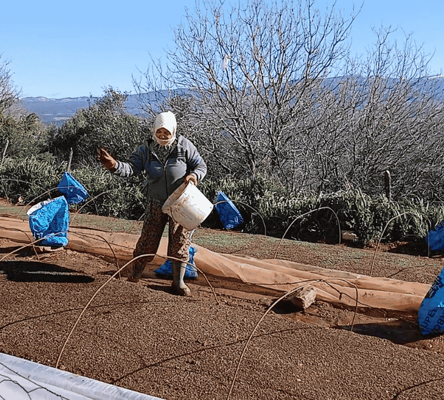 Aydın'da tütün üreticileri tepkili: Geçen yılın mahsulü hala alınmadı, fiyatlar belirsiz