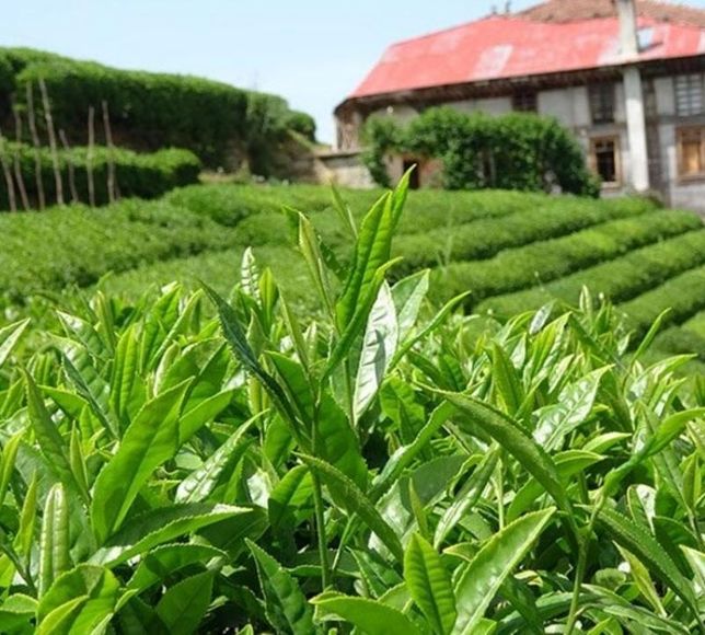 Bakanlık yaş çay alım fiyatını açıkladı