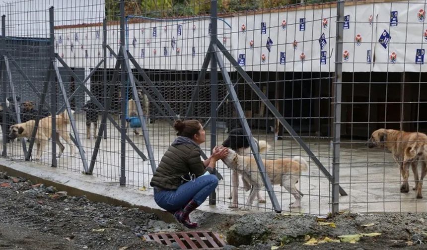 Osmaniye barınağında ihmal iddiası: Köpek öldü