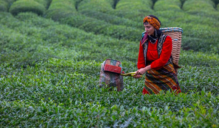 Rize'de protesto: Çay üreticileri ÇAYKUR'a yürüyecek