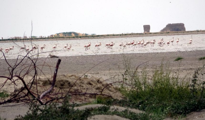Kuraklık nedeniyle flamingolar yer değiştirdi