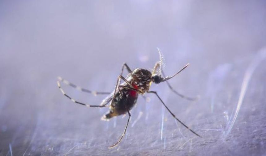 Kışın sivrisinek bitmiyor: İklim değişikliği tropikal türleri Türkiye'ye getirdi