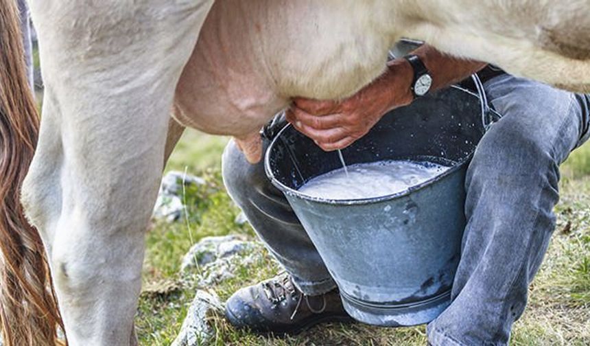 Toplanan inek sütü miktarı şubatta yıllık bazda yüzde 13,1 arttı