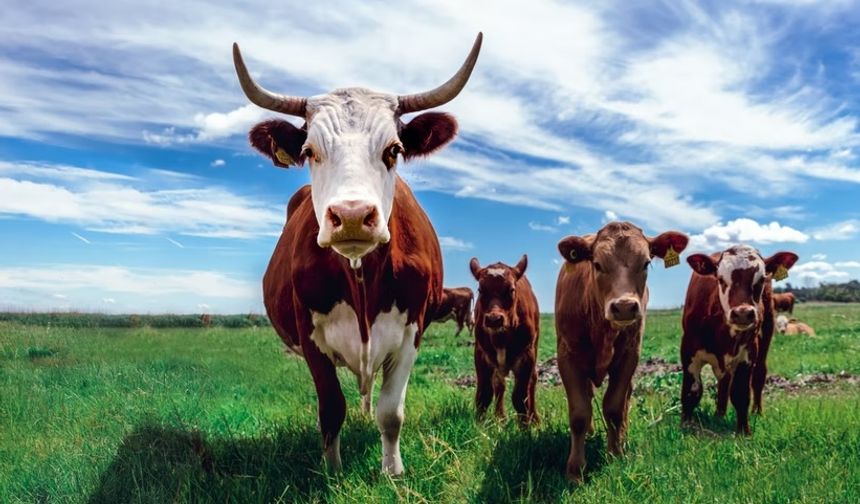 Yeni Zelanda geğiren ineklere vergi getiriyor
