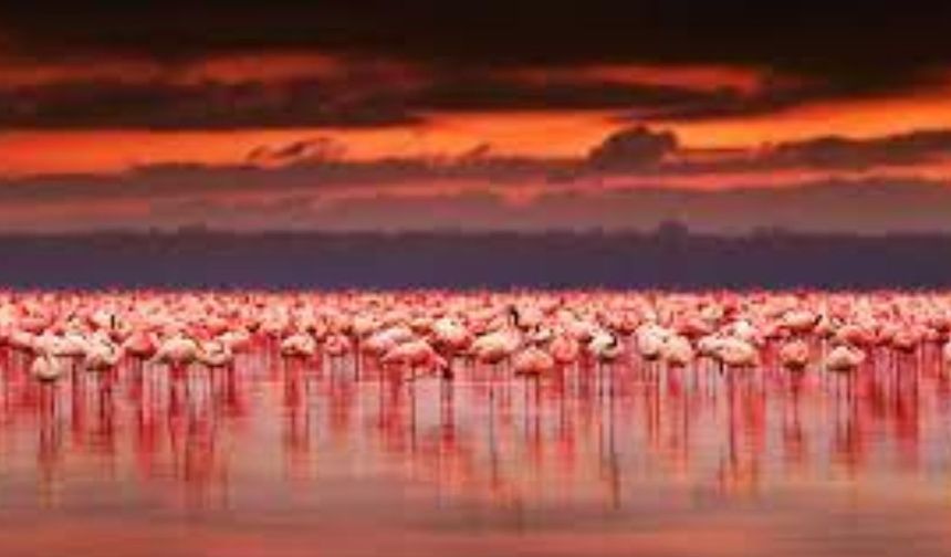 Tuz Gölü'ndeki flamingo ölümleri Meclis gündeminde: Su kanalları neden açılmıyor?