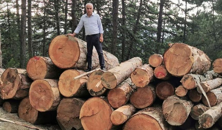 AKP'li vekil ağaç kesimine tepki gösterdi: Orman köylüleri, ormanları orman teşkilatından korumak için mücadele ediyor!