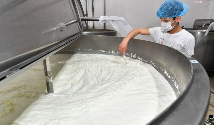 TÜİK'ten süt üretimi verisi: Temmuz ayında yüzde 7,5 arttı