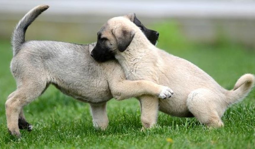 Türkiye Hayvanları Koruma Vakfı’ndan sahipsiz köpek genelgesine tepki