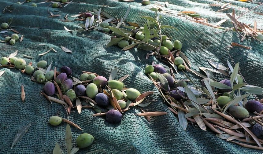 Turgutlu Belediyesi zeytin hasadına başladı