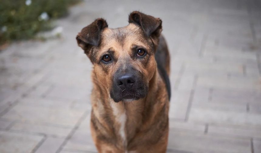 İstanbul Valiliği'nden 'sahipsiz köpeklerin kontrolsüz beslenmesine' yasak