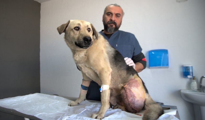 Enkaz altında tüfekle vurulan köpeğin bacağı ampute edildi