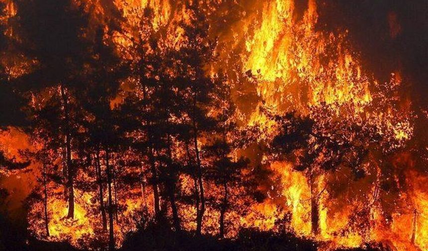 Rize'de çıkan orman yangını söndürüldü