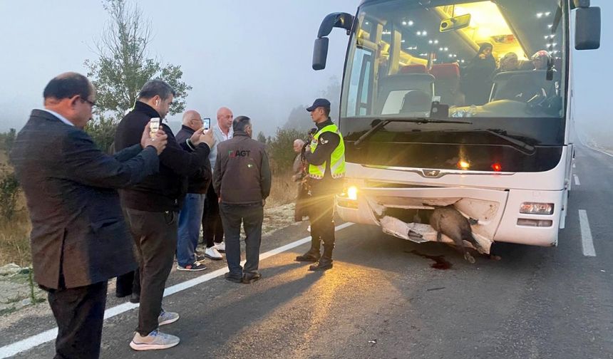 Karabük'te otobüs yola çıkan domuza çarptı