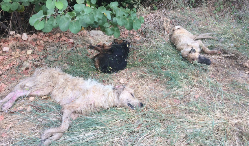 AKP'li belediye sokak hayvanlarını dağ başına atıp ölüme terk etti! 
