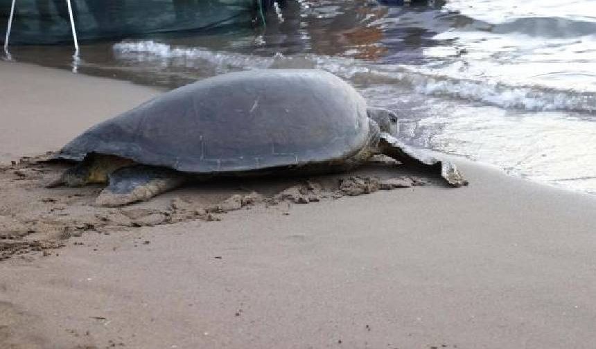 Tedavileri tamamlanan deniz kaplumbağaları denize salındı