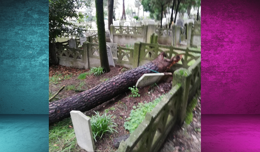 Sakarya'da mezarın üzerine ağaç devrildi!