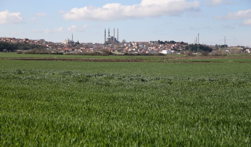 Mevsim normallerinin üstündeki sıcaklıklar Edirne'de bazı buğday tarlalarında hastalığa yol açtı