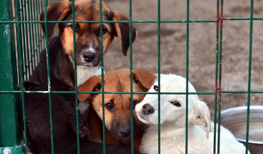 AYM, Hayvanları Koruma Kanununda Değişiklik Yapılmasına Dair Kanun’un bazı hükümlerinin iptali istemini reddetti