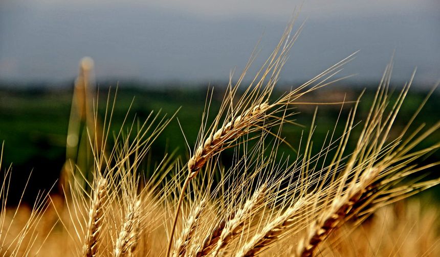 TÜİK: Buğday, arpa, çavdar, yulaf ve mısır üretimi geçen yıla oranla azaldı