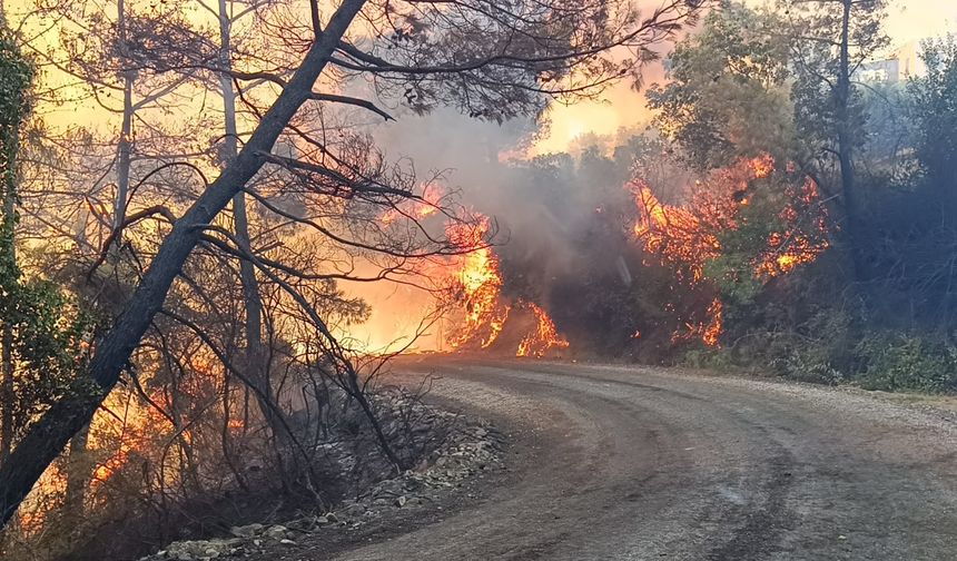 Adana'da çıkan orman yangınına müdahale ediliyor