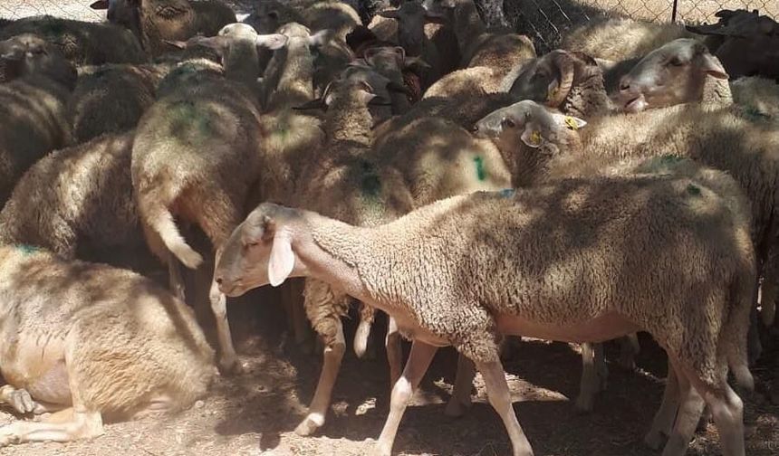 Muğla'da zehirlendikleri tahmin edilen 30 koyun öldü