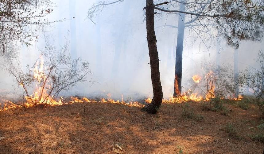 İstanbul Aydos Ormanı'nda yangın çıktı