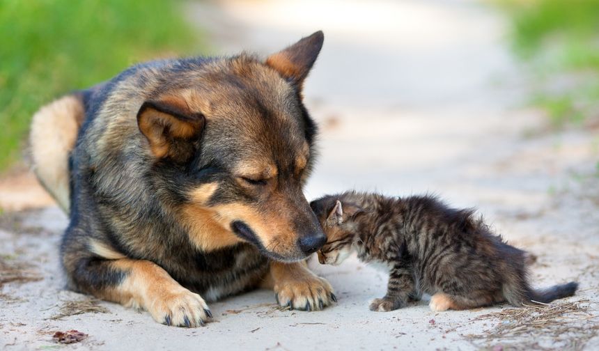 Gebze'de köpek katliamı