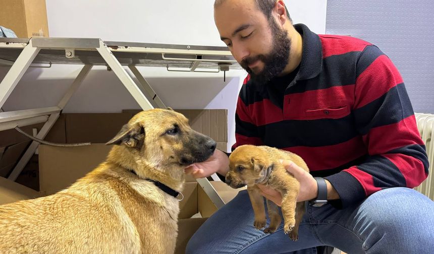 İstanbul'da bir köpek, ölmek üzere olan yavrusunu veterinere getirdi