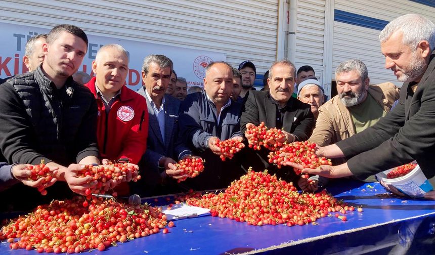 Kuzey kürenin ilk erkenci kirazı 3500 TL’den satıldı: Geçen yıl 2000 TL’den alıcı bulmuştu