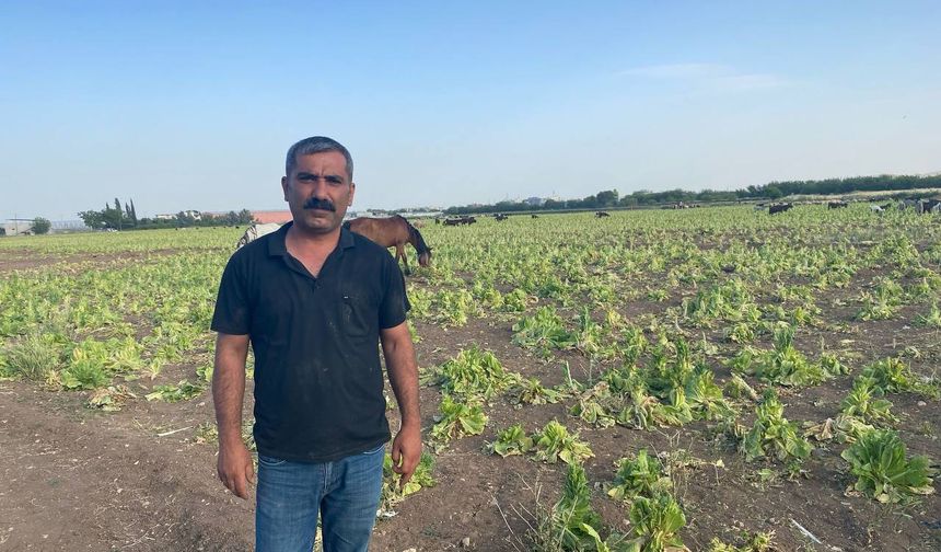 Şanlıurfa’da Besiciler ve Çiftçiler Maliyet Krizinde: Hayvancılık ve Tarım Tehlikede