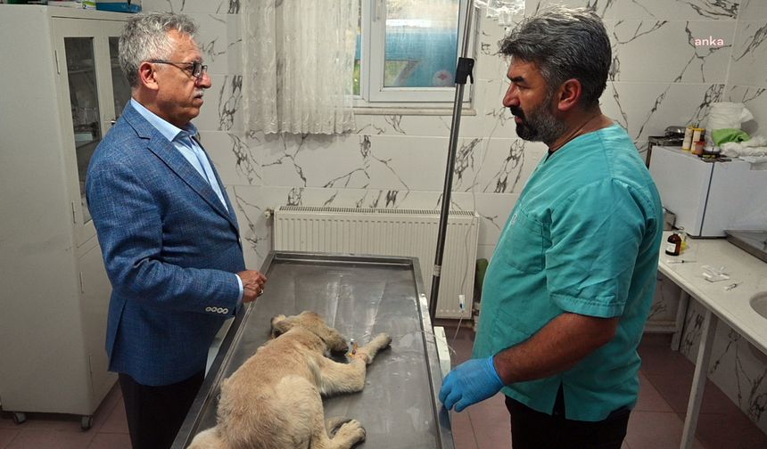 Yozgat Belediye Başkanı Arslan: Sırf hayvanların sayısını azaltmak için öldürülmelerine izin vermeyeceğim