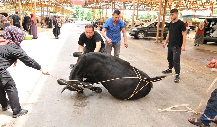 Kesim yerlerindeki boşluk kasaplara yaramadı: Hastanelere giden sakar kasap sayısında hissedilir düzeyde düşüş oldu