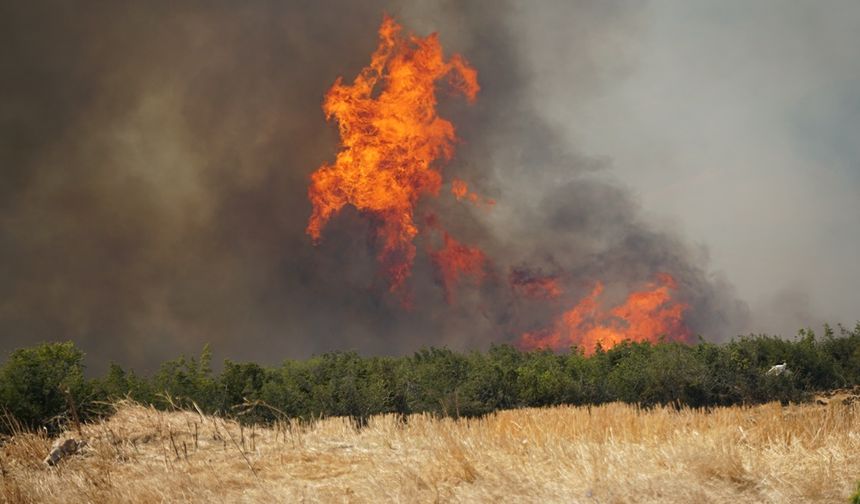 Tekirdağ'da anız yangını ormana sıçradı
