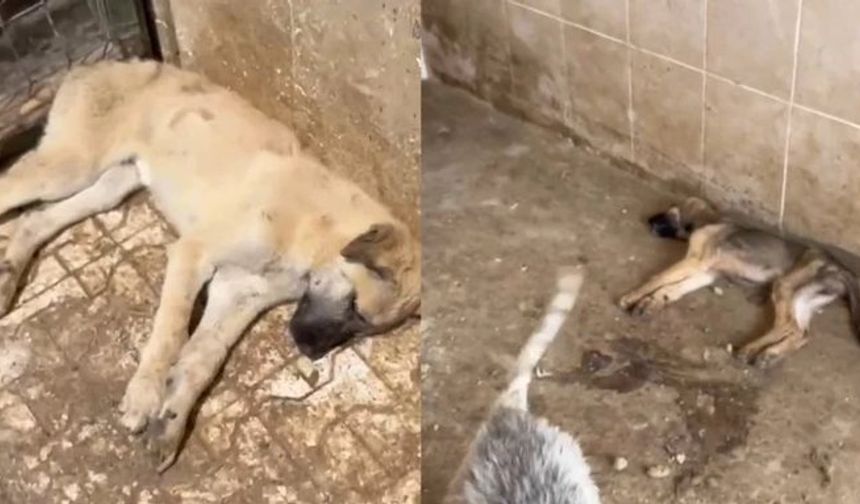Gümüşhane Belediyesi barınağında köpeklerin susuzluktan öldüğü iddiasına soruşturma