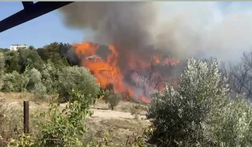 Rüzgar yangını büyüttü: Osmaniye'de zeytinlikler tehdit altında
