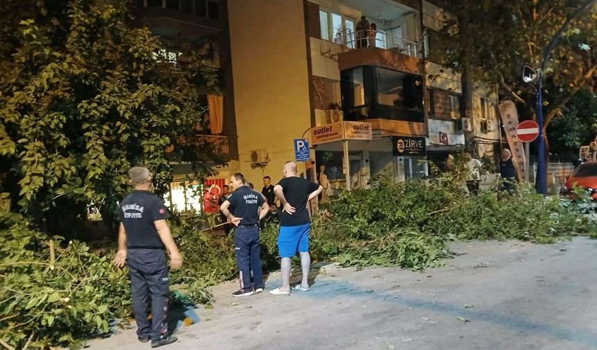Asırlık dut ağacı dövdesinde iki ayrıldı: Park halindeki araçlar altında kaldı