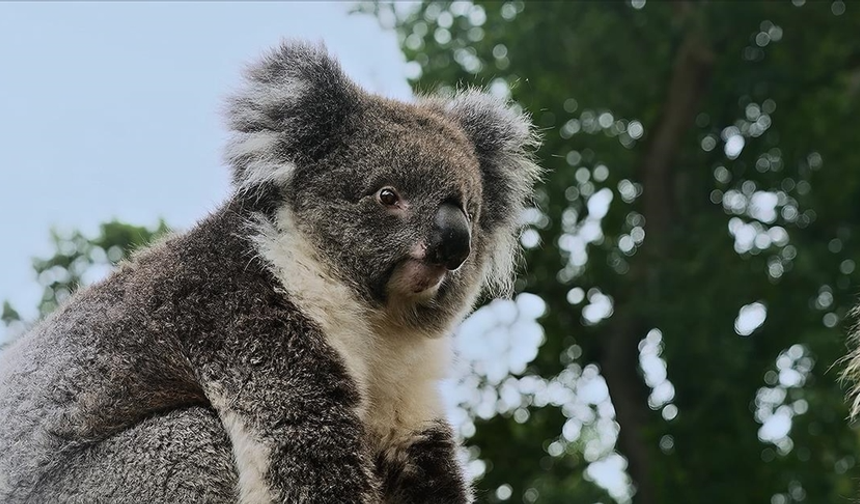 Avustralya'da koala nüfusunun azalmasına yol açan salgın için yeni aşı onaylandı