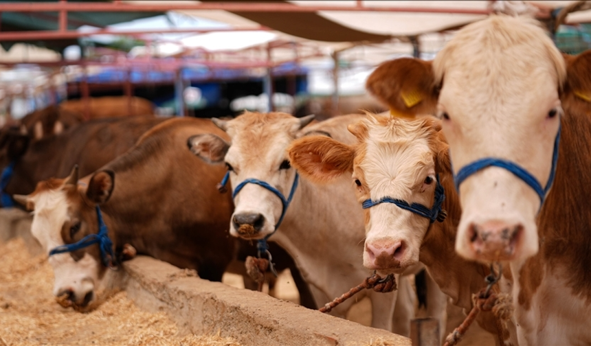 Iğdır’da şap alarmı: Hayvan pazarı 1 ay süreyle kapatıldı