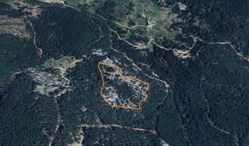 Muğla'daki ormanlık alana maden ocağı projesine "ÇED olumlu" kararı