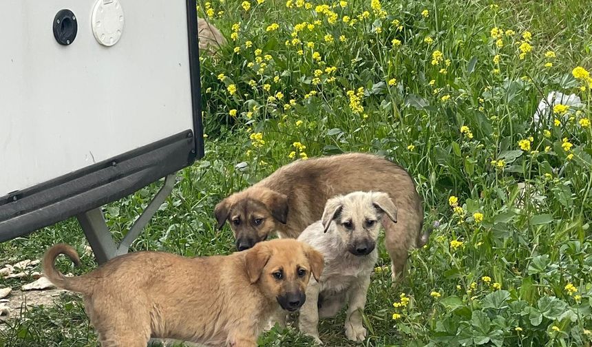 Ankara'da sokak köpeklerinin beslenmesi ABB'nin de onayıyla yasaklandı